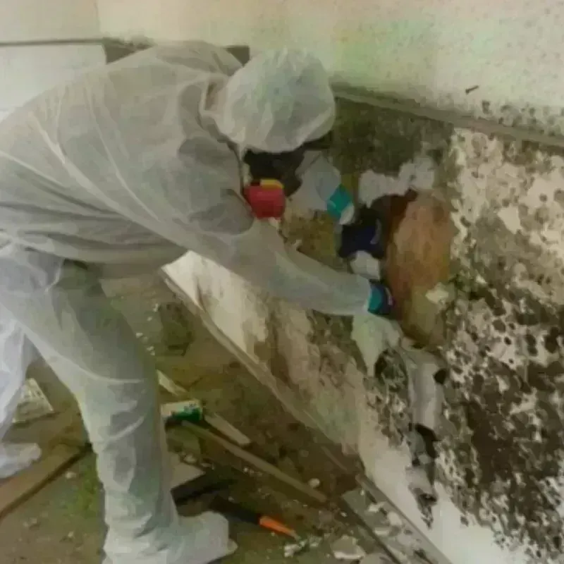 Mold Remediation and Removal in Alfred, NY